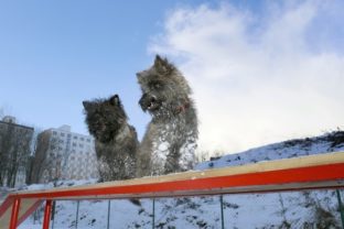 V Banskej Bystrici budú mať psíky oplotený výbeh
