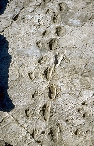Hominoid, stopy, fosilie