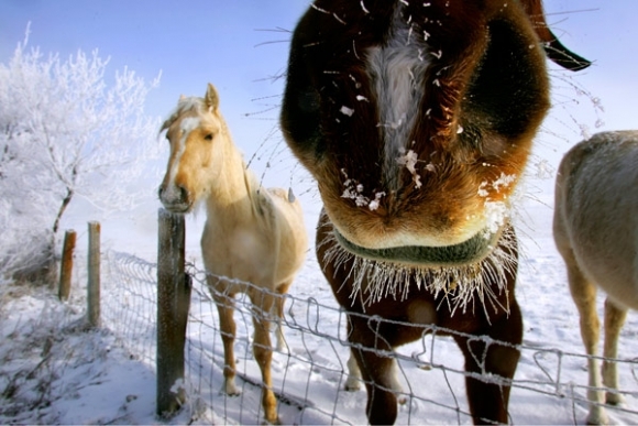 Kôň, zima, sneh
