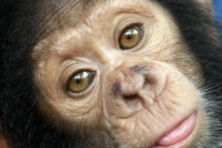 Pohľad šimpanza Ooh ouu