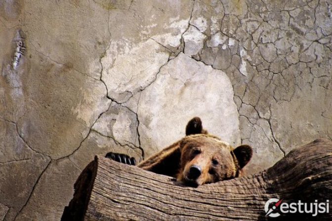 Medvede objavujú západ