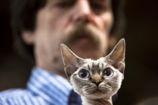 Štiavničky patrili mačičkám