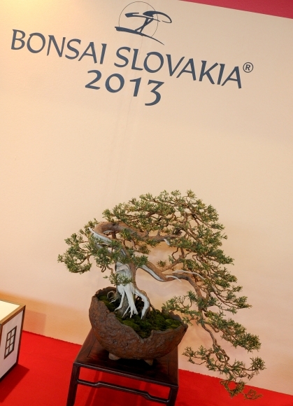 Bonsai Slovakia 2013