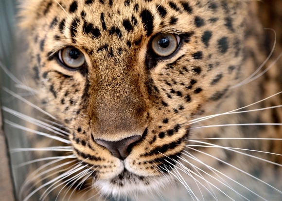 Priamy pohľad leoparda