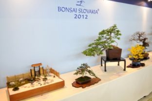 Vystavujú aj päťcentimetrové bonsaje