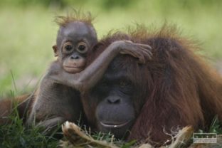 Orangutan, opica