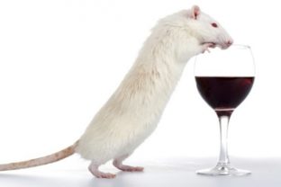 Víno, potkan, alkohol
