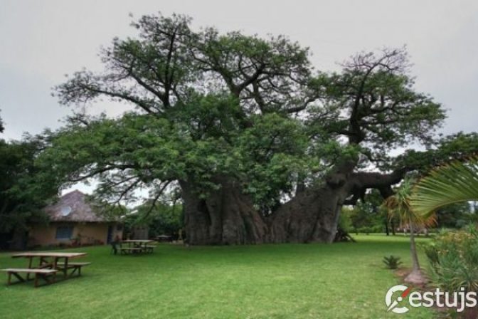 Bar v kmeni baobabu čoskoro oslávi 80 rokov