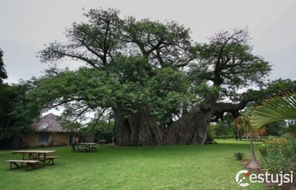 Bar v kmeni baobabu čoskoro oslávi 80 rokov