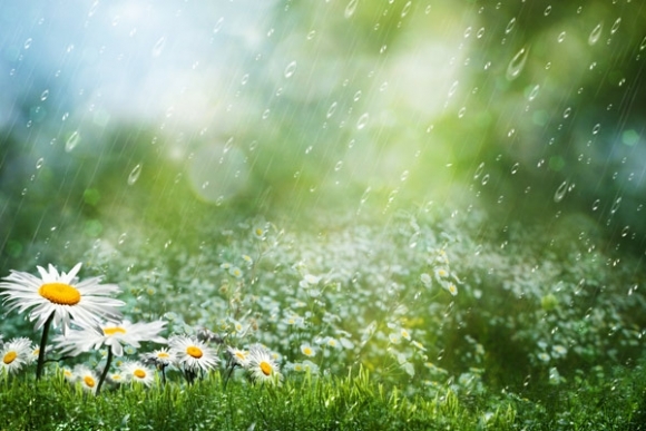 Dážď, kvet, leto