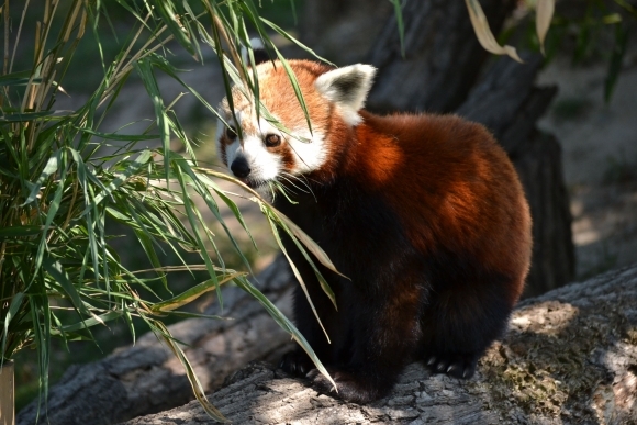 Pandy červené v bratislavskej ZOO majú mláďa