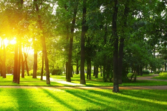 Slnko, leto, strom, park