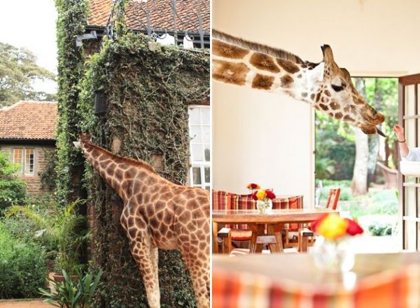 V luxusnom hoteli v Nairobi raňajkujú hostia so žirafami