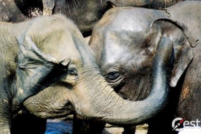 Slonie siroty z Pinnawela