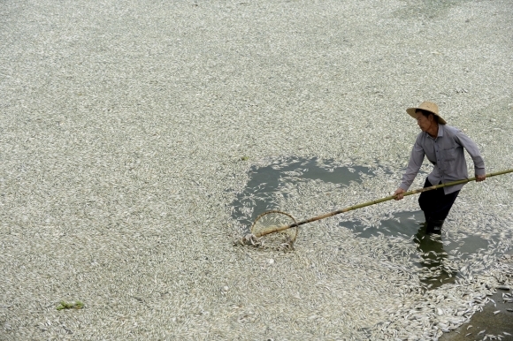 Mŕtve ryby v čínskej rieke Fu che