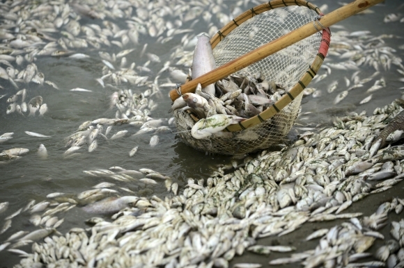 Mŕtve ryby v čínskej rieke Fu che
