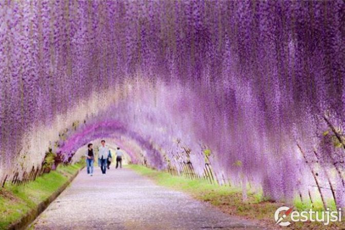 Kvetinový tunel v Japonsku je zážitkom pre všetky zmysly