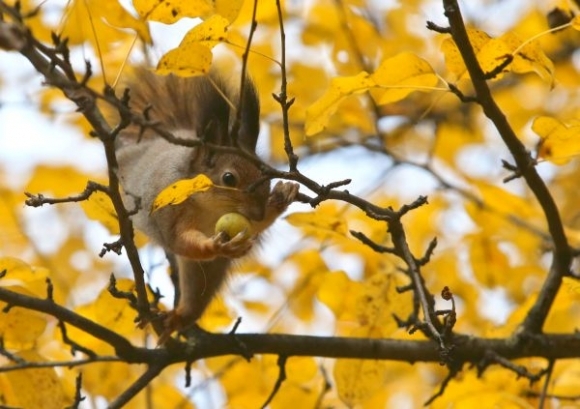 Veverica, vevericka, pocasie, jesen