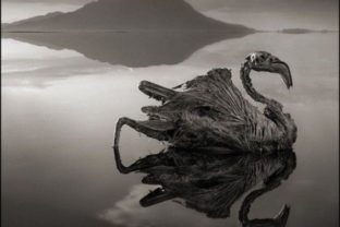 Africké jazero Natron mení zvieratá na kameň