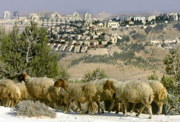 Izrael palestina ovce