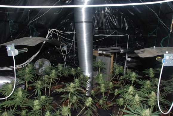 Policajti zaistili desiatky kilogramov marihuany