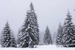 Strom les zima sneh