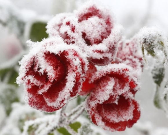 Zima, sneh, pocasie, ruza, kvet