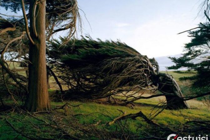 Extrémny vietor tvaruje stromy do fascinujúcich tvatov