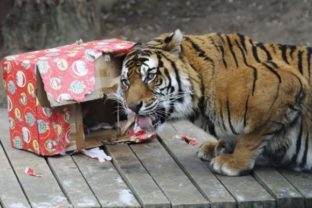 Zoo tiger vianoce
