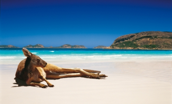 Australia more kengura