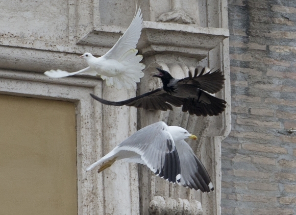 Vrana a čajka si podala pápežove holubice