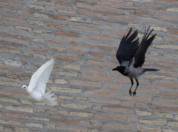 Vrana a čajka si podala pápežove holubice.