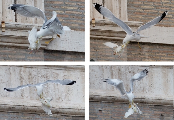 Vrana a čajka si podala pápežove holubice
