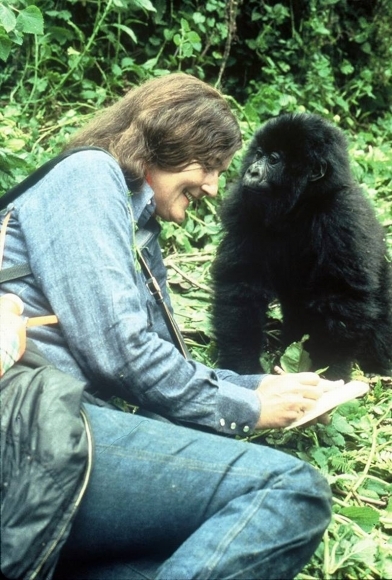 Gorily Dian Fosseyovej