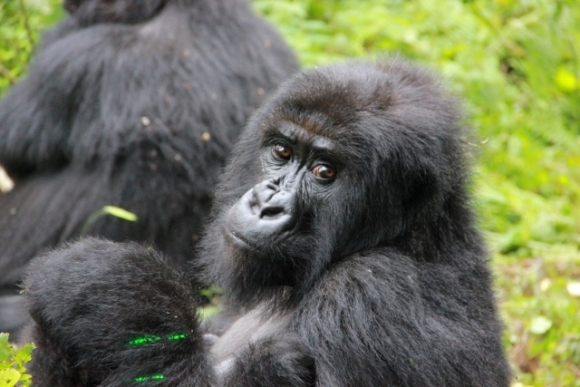 Gorily Dian Fosseyovej