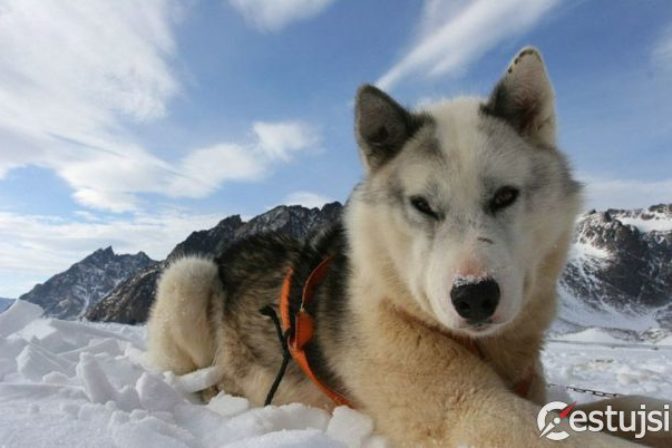 Nórsko má unikátnu taxi službu, odvezie vás v psom záprahu