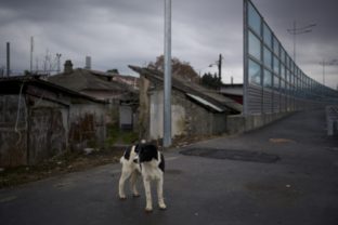 Túlavý pes v Soči