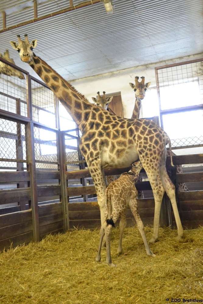 Žirafí samček z Bratislavy dostal meno