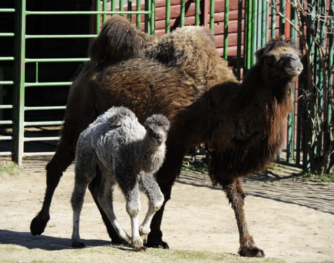 Zoologická záhrada v Košiciach sa rozšírila o mláďa ťavy dvojhrbej
