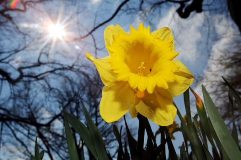 Narcis