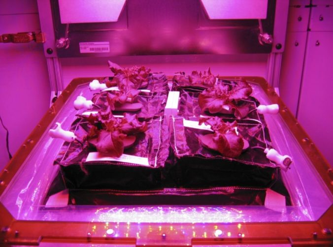 NASA chce vo vesmíre pestovať zeleninu, testuje prvý skleník