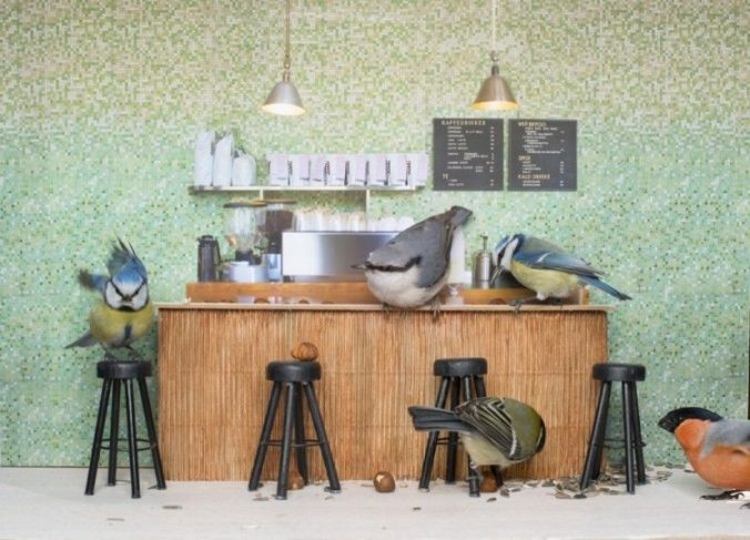 Nová reality šou nórskej televízie sleduje vtáky v kaviarni