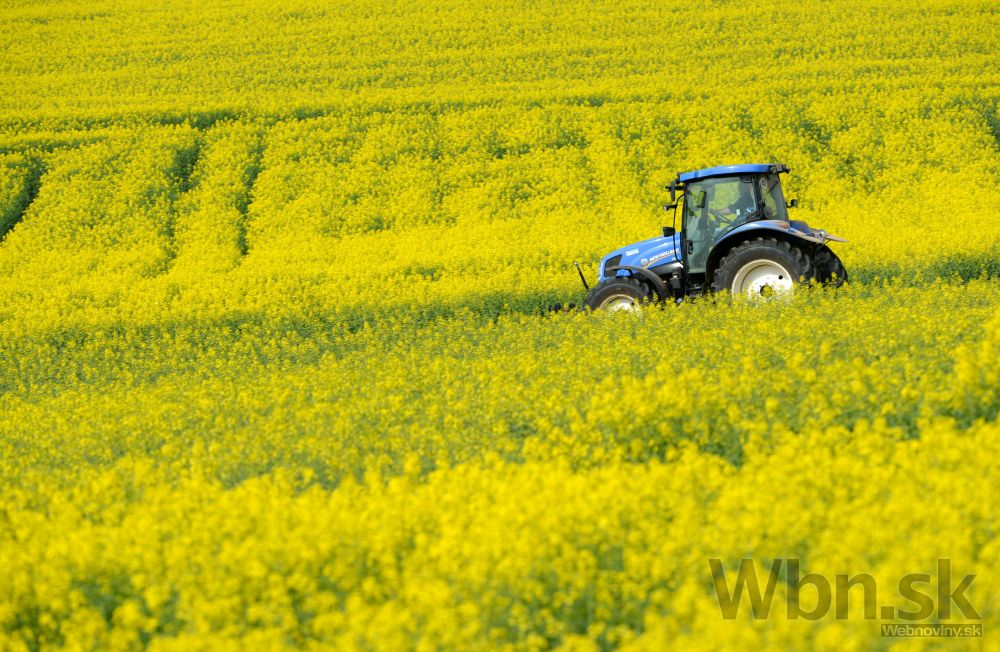 Traktor repka pocasie jar leto polnohospodarstvo pole