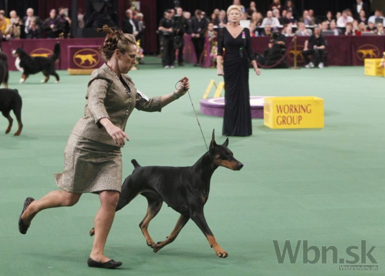 Doberman pes psy sutaz psov