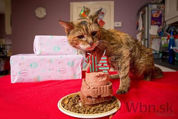 Najstaršia žijúca mačka na svete má rekordných 24 rokov