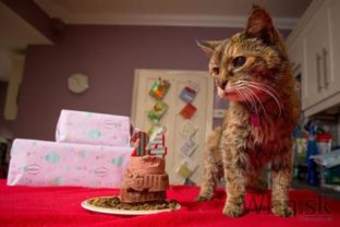 Najstaršia žijúca mačka na svete má rekordných 24 rokov