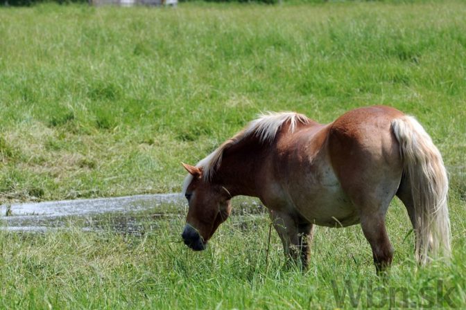 Ostrovu na Dunaji vrátili život, trávu spásajú kone