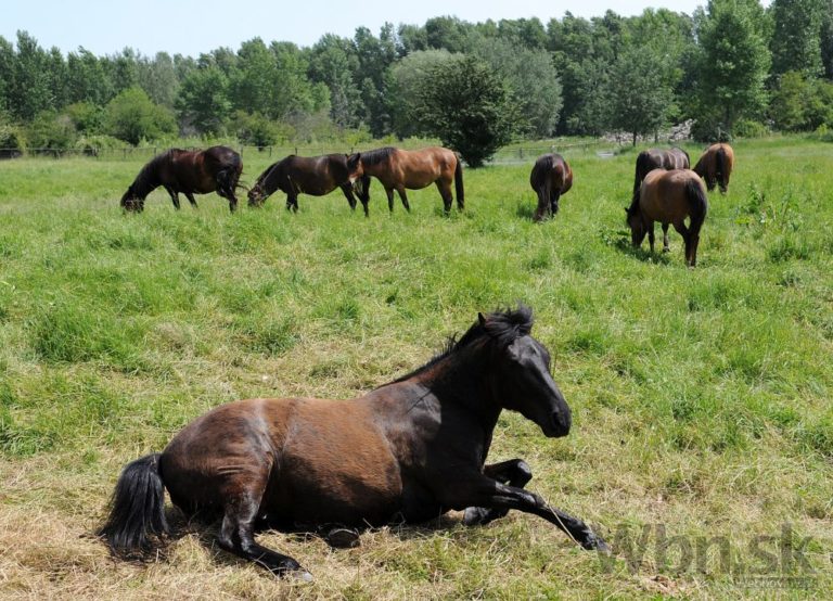 Ostrovu na Dunaji vrátili život, trávu spásajú kone