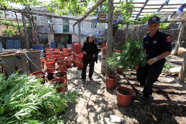 Albánska polícia našla v marihuanovej dedine tony drog