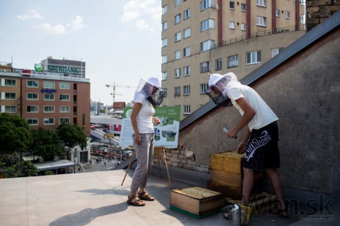 Bratislava má prvý verejný včelí úľ, nájdete ho v centre
